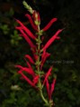 /album/galleria-foto-galleria-fotografica/fiori-salvia-ananas-jpg/